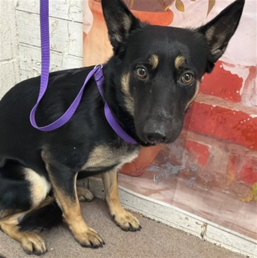 ROBIN, an adoptable German Shepherd Dog in San Bernardino, CA