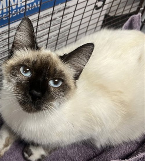 EOS, Young Domestic Short Hair (medium coat), cat for adoption in Eastvale, California