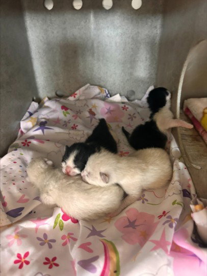 LITTLE LADY, Baby Domestic Short Hair (medium coat), cat for adoption in Beaumont, California