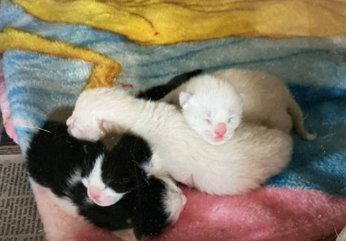 NOVA, Baby Domestic Short Hair (medium coat), cat for adoption in Eastvale, California