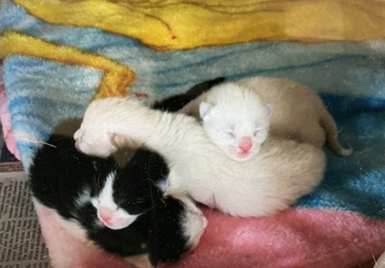 LITTLE LAS