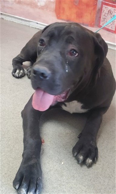 HARLAN, an adoptable Cane Corso Mastiff in San Bernardino, CA
