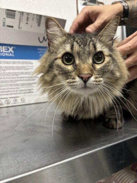 SCOTT, an adoptable Maine Coon in San Bernardino, CA