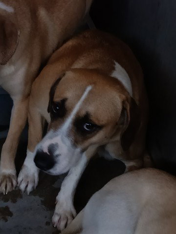 WILLIAM, an adoptable Pit Bull Terrier in San Bernardino, CA