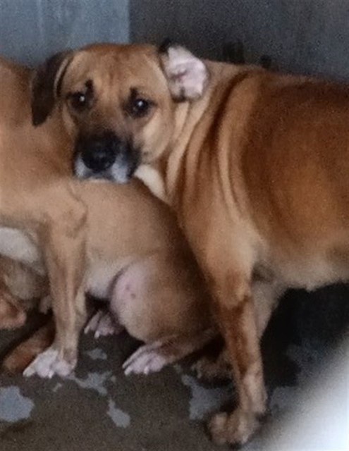 LUNA, an adoptable Pit Bull Terrier in San Bernardino, CA