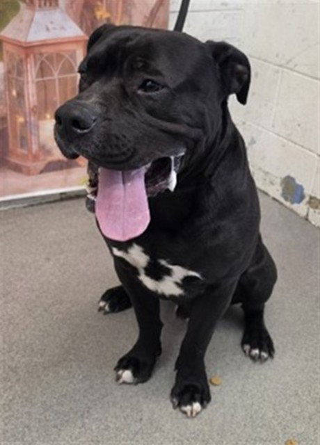 SPIKE, an adoptable Pit Bull Terrier in San Bernardino, CA