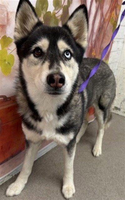 POPPY, an adoptable Siberian Husky in San Bernardino, CA