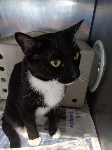 FRANKIE, Young Domestic Short Hair (medium coat), cat for adoption in Eastvale, California