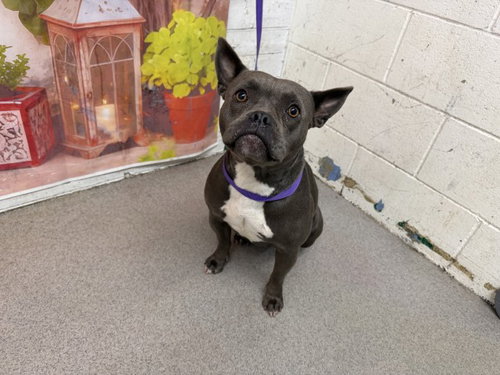 ESME, an adoptable Pit Bull Terrier in San Bernardino, CA