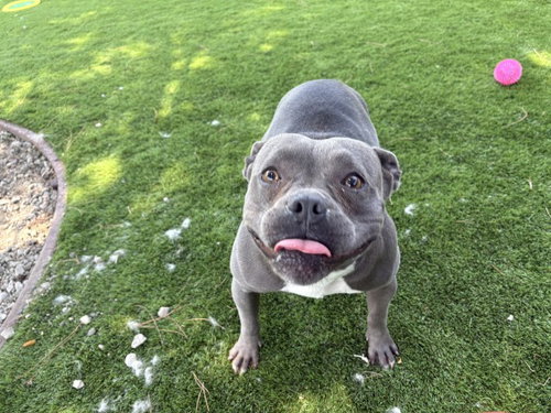 ESME, an adoptable Pit Bull Terrier in San Bernardino, CA