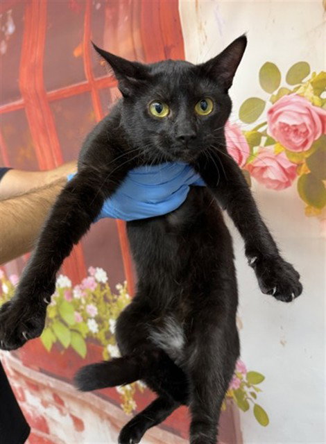 A593423, Young Domestic Short Hair (medium coat), cat for adoption in Eastvale, California