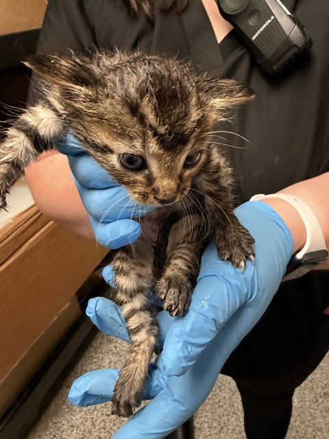 A592365, Baby Domestic Short Hair (medium coat), cat for adoption in Eastvale, California