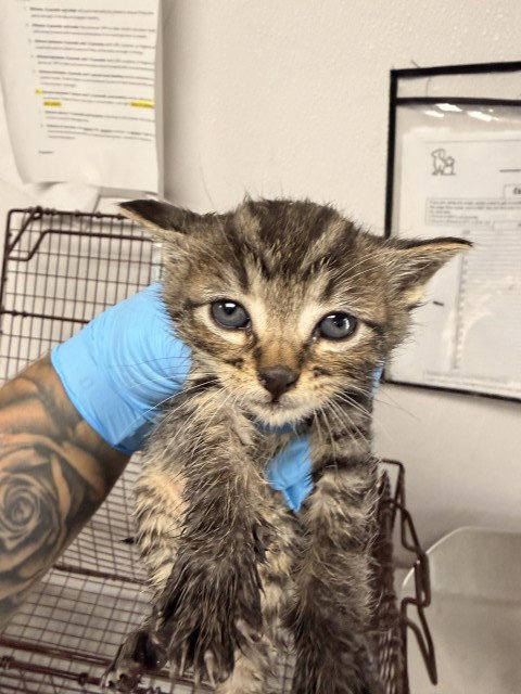 A592366, Baby Domestic Short Hair (medium coat), cat for adoption in Eastvale, California