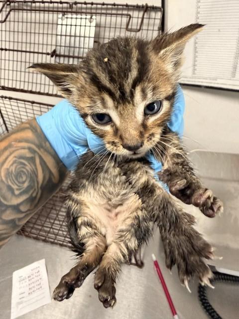 A592367, Baby Domestic Short Hair (medium coat), cat for adoption in Eastvale, California