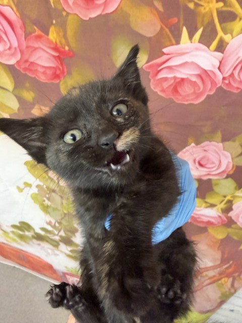 CORA, Baby Domestic Short Hair (medium coat), cat for adoption in Eastvale, California