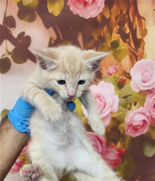 JINX, Baby Domestic Short Hair (medium coat), cat for adoption in Eastvale, California