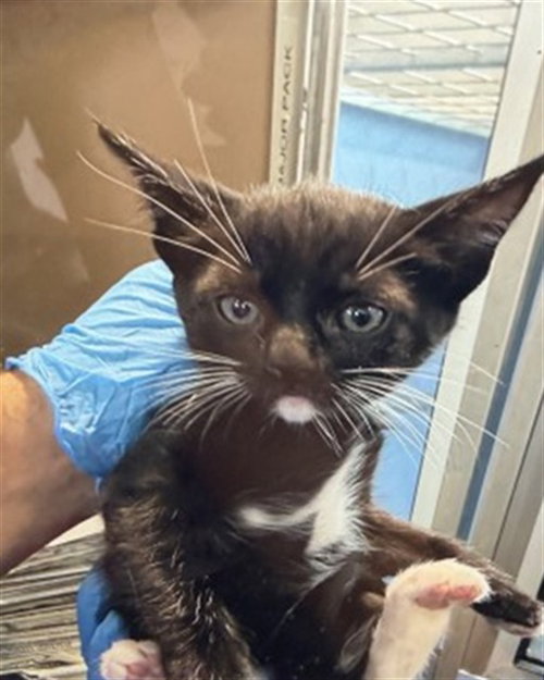 JANICE, Baby Domestic Short Hair (medium coat), cat for adoption in Eastvale, California