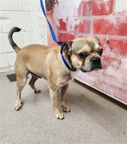 UPTOWN PRIDE, an adoptable Pug in San Bernardino, CA