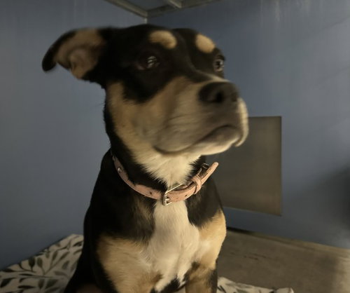PHOEBE
