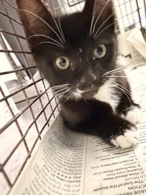 ASTRO, Baby Domestic Short Hair (medium coat), cat for adoption in Eastvale, California
