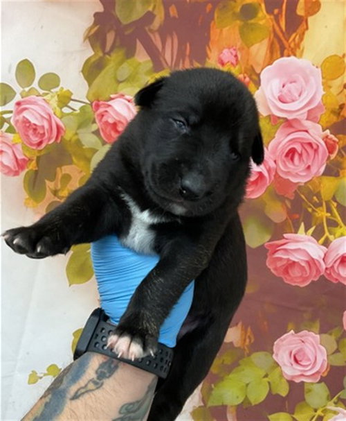 OLIVER