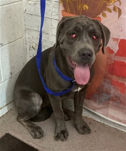 MISTY, an adoptable Cane Corso Mastiff in San Bernardino, CA