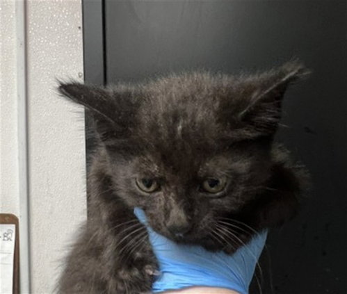LARRY, Baby Domestic Long Hair (medium coat), cat for adoption in Eastvale, California