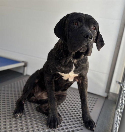 MANON, an adoptable Cane Corso Mastiff in San Bernardino, CA