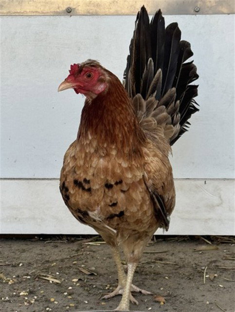 HENRIETTA