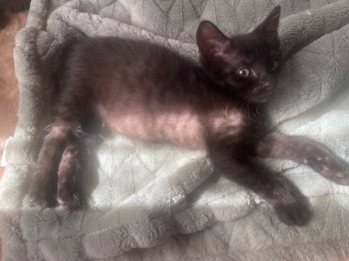 BOB, Baby Domestic Short Hair (medium coat), cat for adoption in Rialto, California