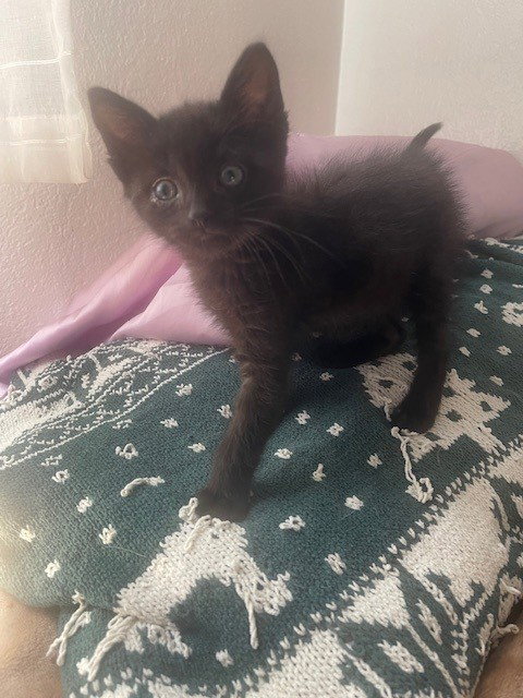 BUBBA, Baby Domestic Short Hair (medium coat), cat for adoption in Rialto, California