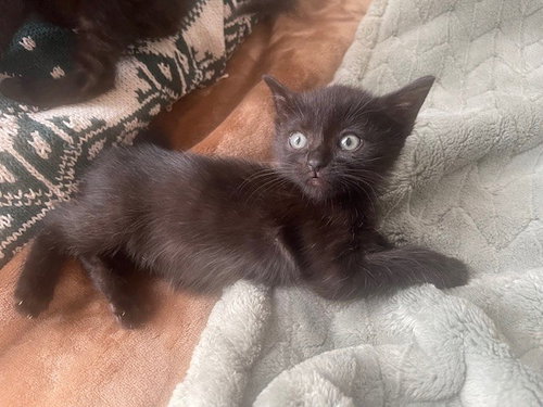 BUBBLES, Baby Domestic Short Hair (medium coat), cat for adoption in Rialto, California