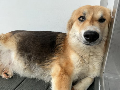 BAILEY, an adoptable German Shepherd Dog in San Bernardino, CA