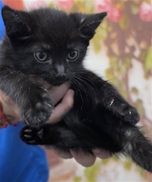 ALEXANDER, Baby Domestic Long Hair (medium coat), cat for adoption in Rialto, California