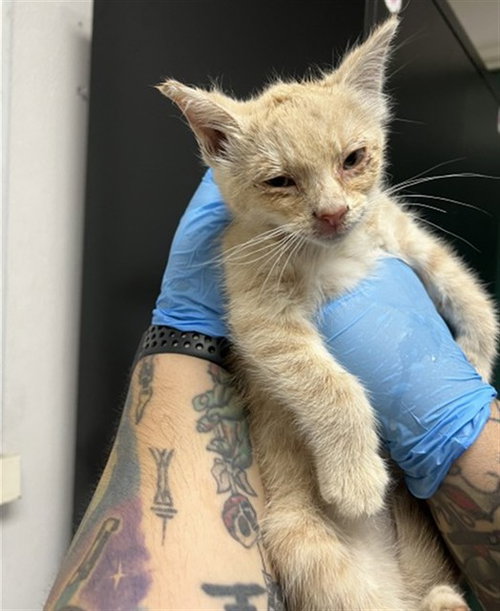 CLOVER, Baby Domestic Short Hair (medium coat), cat for adoption in Rialto, California
