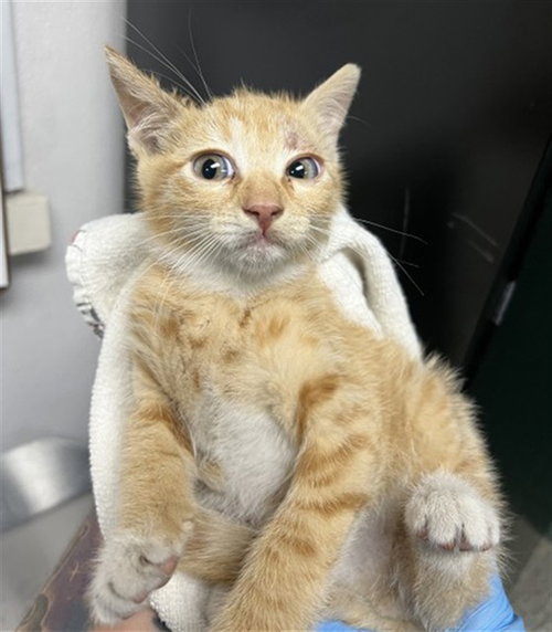 VANCE, Baby Domestic Short Hair (medium coat), cat for adoption in Rialto, California