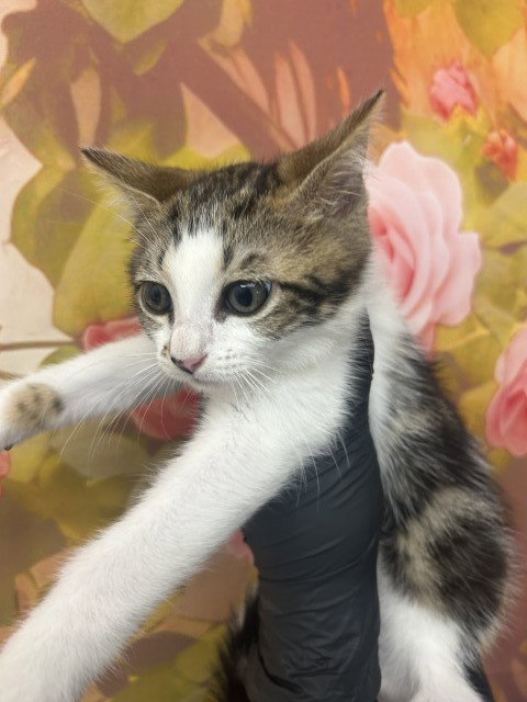 CHLOE, Baby Domestic Short Hair (medium coat), cat for adoption in Rialto, California