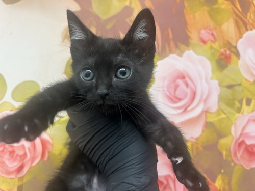 WYATT, Baby Domestic Short Hair (medium coat), cat for adoption in Rialto, California