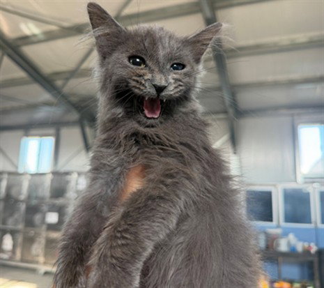 CHARLIE, Baby Domestic Long Hair (medium coat), cat for adoption in Upland, California