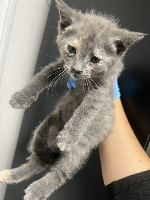 NOVA JADE