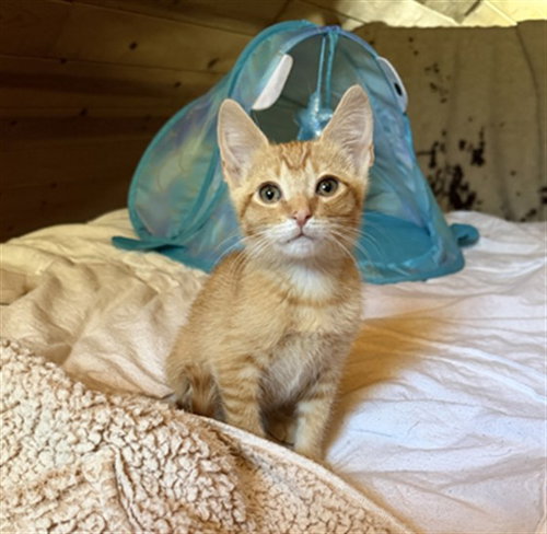 BART, Baby Domestic Short Hair (medium coat), cat for adoption in Upland, California