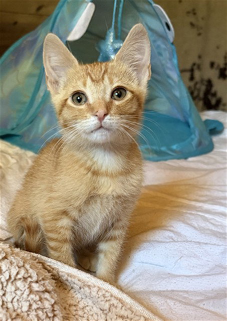 BART, Baby Domestic Short Hair (medium coat), cat for adoption in Highland, California