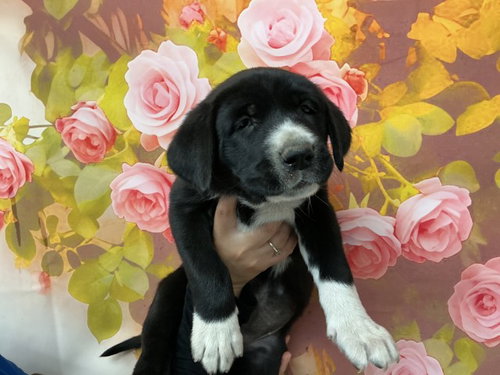 PENELOPE