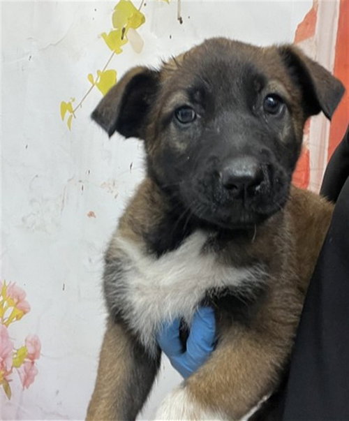 NYLA