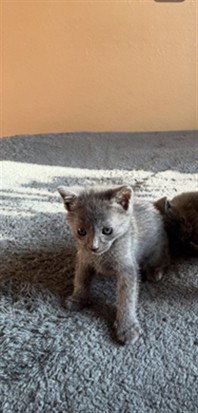 MAC, Baby Domestic Short Hair (medium coat), cat for adoption in Highland, California