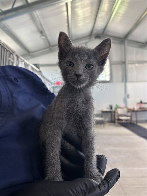 MAC, Baby Domestic Short Hair (medium coat), cat for adoption in Victorville, California