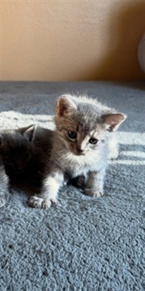 CHARLIE, Baby Domestic Short Hair (medium coat), cat for adoption in Highland, California