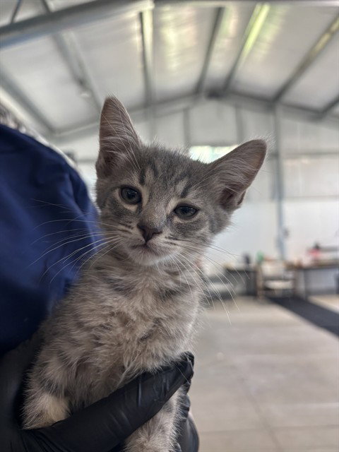 CHARLIE, Baby Domestic Short Hair (medium coat), cat for adoption in Ontario, California