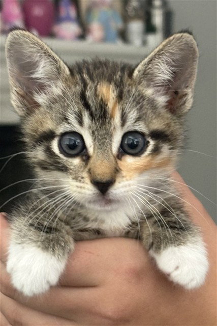 LILLY