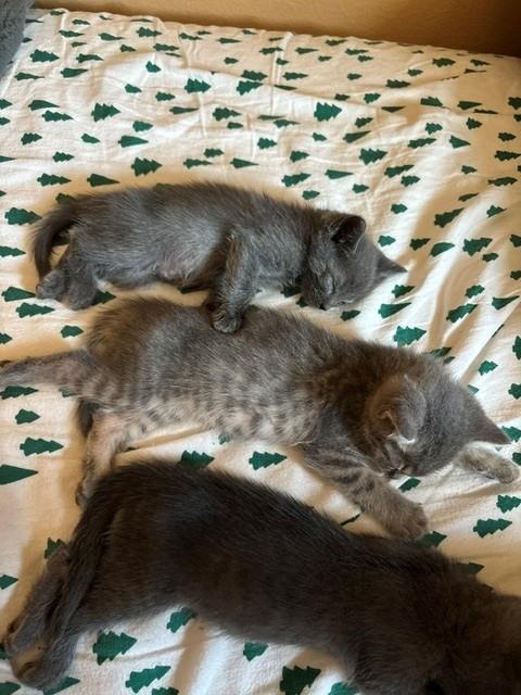 DENNIS, Baby Domestic Short Hair (medium coat), cat for adoption in Highland, California